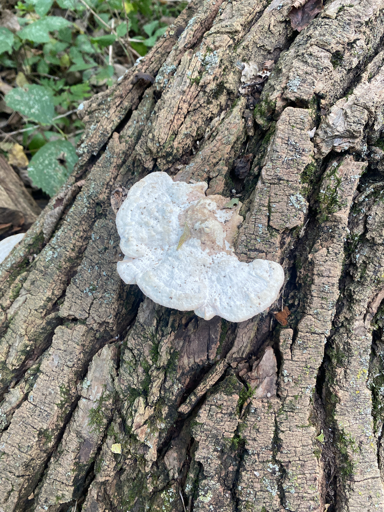Lumpy Bracket · September 2026 · photo: Photo: (c) Alex, some rights reserved (CC BY) · iNaturalist