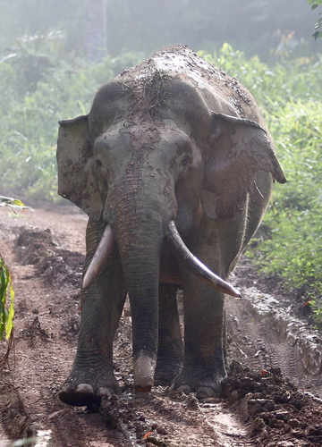 Elephants