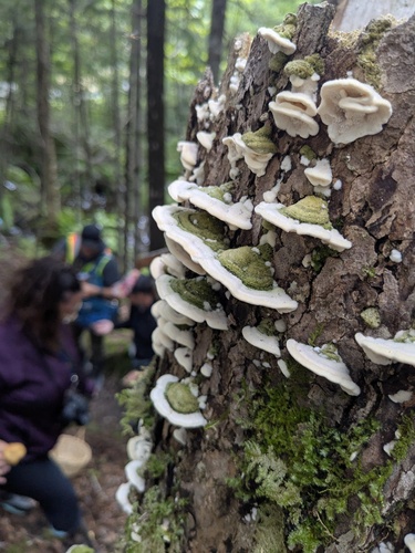 Mossy Maze Polypore