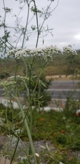 Apiaceae
