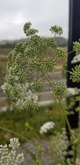 Apiaceae