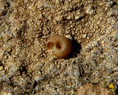 Steenbergia paupercula