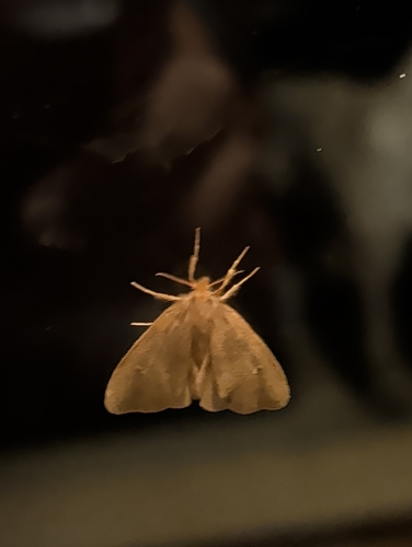 Ocneria rubea