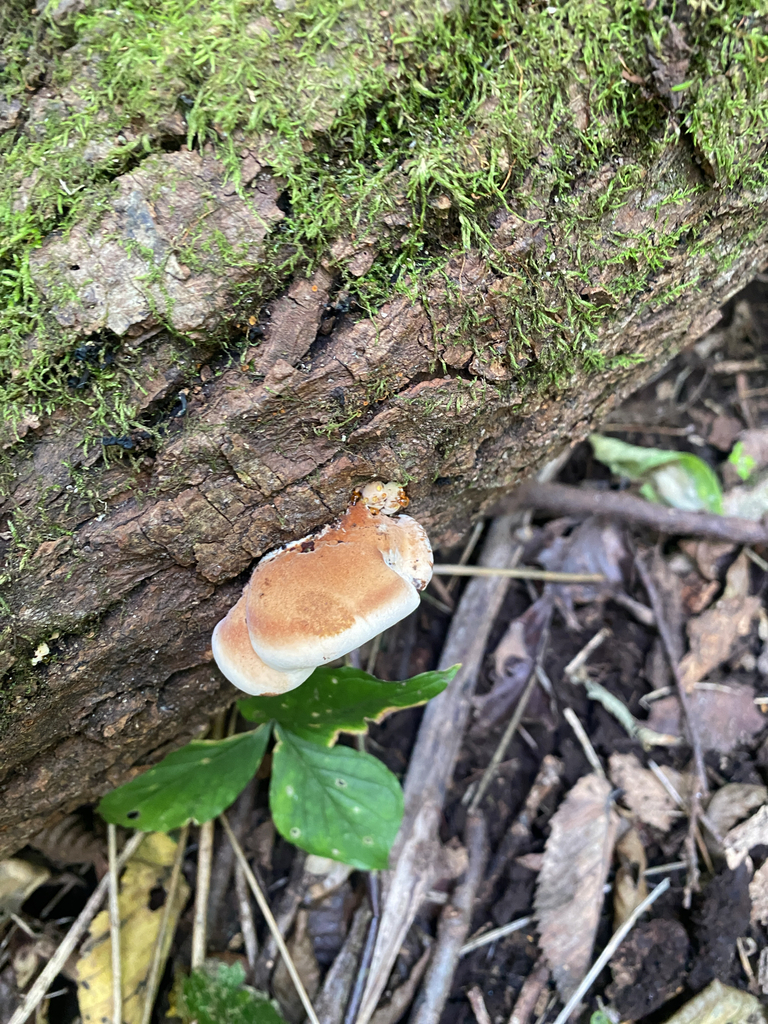 Resinous Polypore · September 2026 · photo: Photo: (c) Alex, some rights reserved (CC BY) · iNaturalist