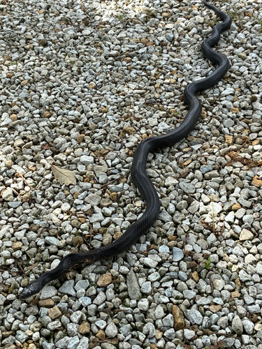 Central Ratsnake