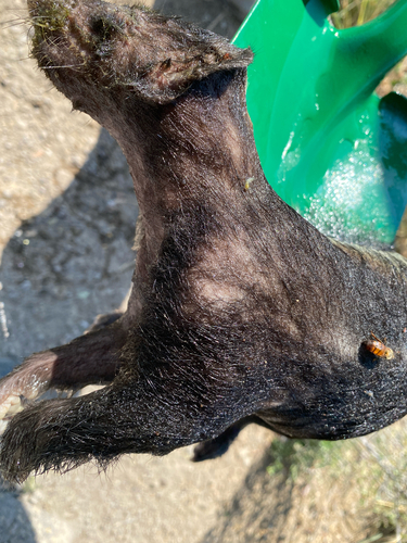 American Hog-nosed Skunk observed by ivancumpian