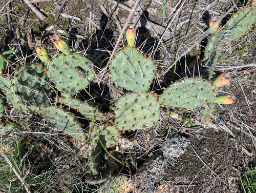 Opuntia cymochila, photograph 4