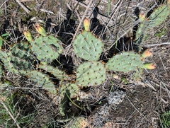 Opuntia cymochila, photograph (c) Jeff Hansen, some rights reserved (CC BY)