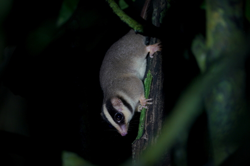 Distoechurus pennatus