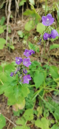 Campanula rhomboidalis, photograph 1