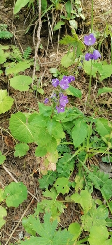 Campanula rhomboidalis, photograph 2