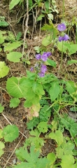 (c) tetyanakuchma, some rights reserved (CC BY) Campanula rhomboidalis, photograph (c) tetyanakuchma, some rights reserved (CC BY)