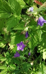 (c) tetyanakuchma, some rights reserved (CC BY) Campanula rhomboidalis, photograph (c) tetyanakuchma, some rights reserved (CC BY)