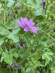 Malva sylvestris