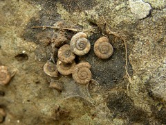 Steenbergia paupercula