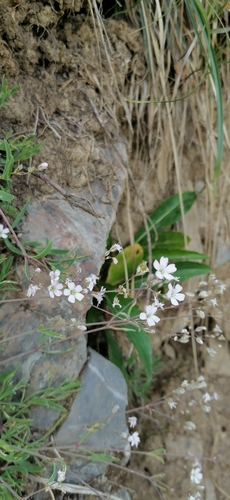 Gypsophila repens