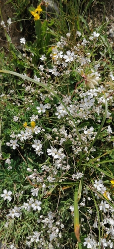 Gypsophila repens, photograph 2