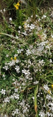 Gypsophila repens, photograph (c) tetyanakuchma, some rights reserved (CC BY)