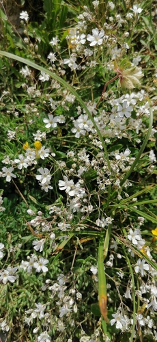 Gypsophila repens, photograph 3