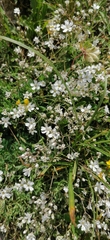 Gypsophila repens, photograph (c) tetyanakuchma, some rights reserved (CC BY)