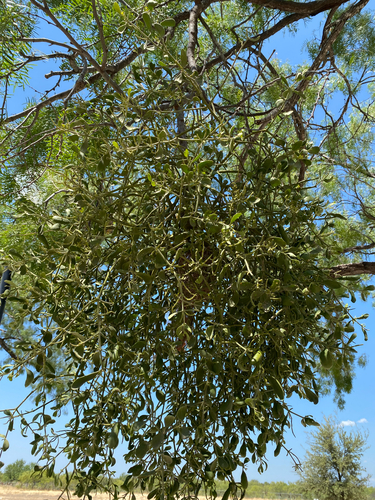 Phoradendron leucarpum, photograph 6