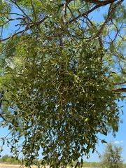 Phoradendron leucarpum, photograph (c) Iván Cumpián, some rights reserved (CC BY)