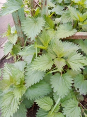 Urtica dioica