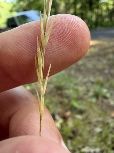 Poverty oatgrass