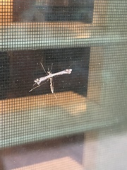 Amblyptilia pica