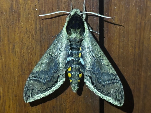 Manduca hannibal