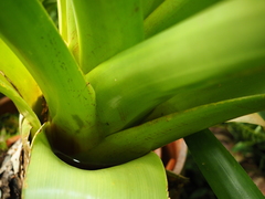 Alcantarea imperialis