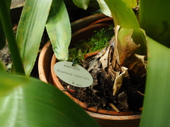 Alcantarea imperialis