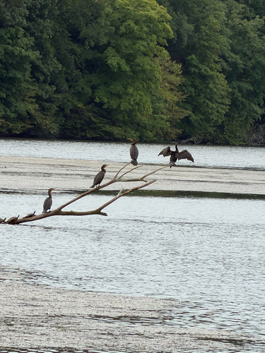 Double-crested Cormorant