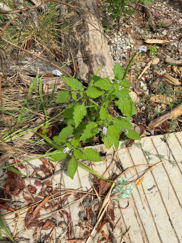 Indian Heliotrope
