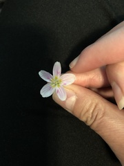 Claytonia virginica