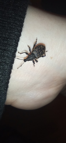 Black Vine Weevil