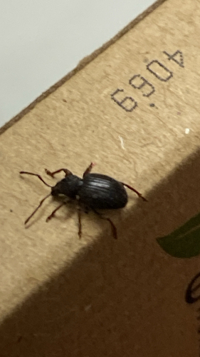 Strawberry Root Weevil