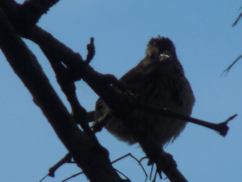 Song Sparrow