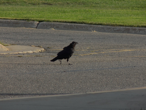 American Crow