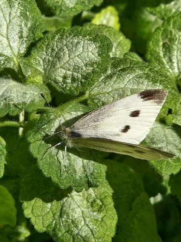 Small White