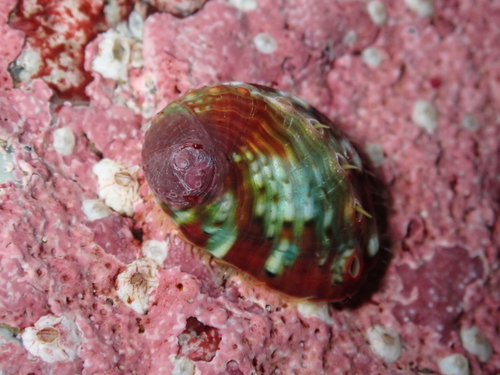 Pinto Abalone