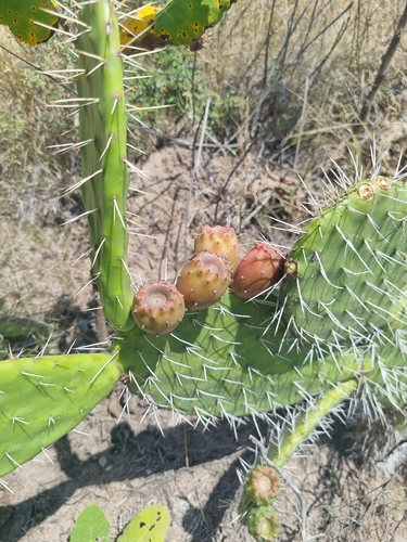 Opuntia lasiacantha, photograph 3