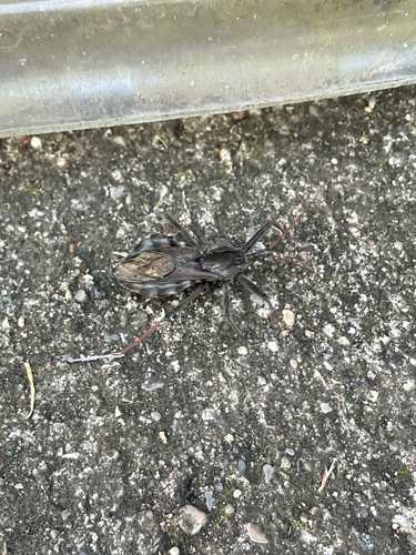North American Wheel Bug