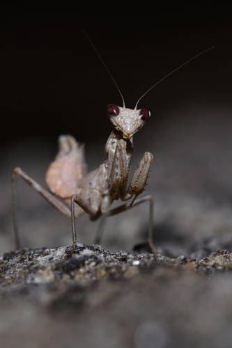 European Dwarf Mantis