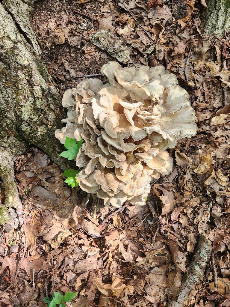 hen of the woods · September 2026 · photo: Photo: (c) Andres Garcia, some rights reserved (CC BY) · iNaturalist