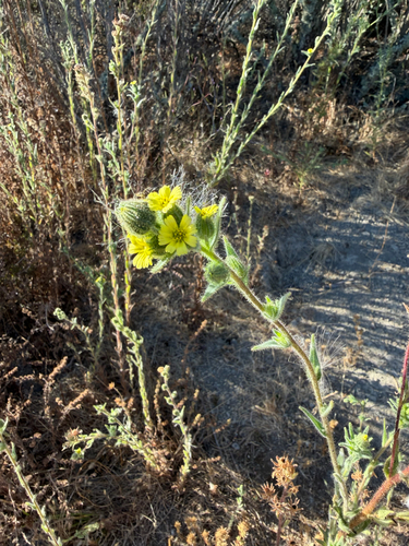 Madia sativa observed 2026-09-12