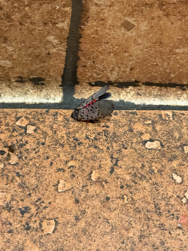 Spotted Lanternfly