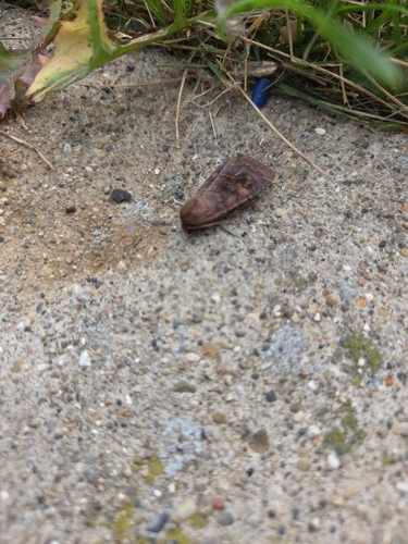 Bronzed Cutworm Moth