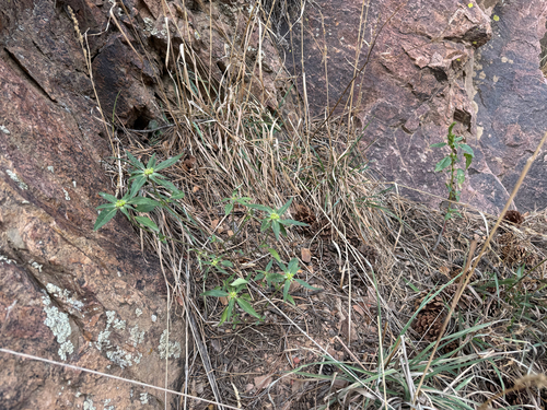 Euphorbia davidii, photograph 1