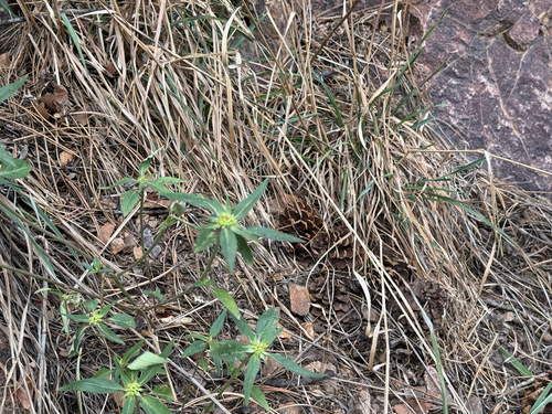 Euphorbia davidii, photograph 2